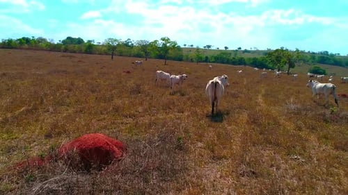 Orbital parallax shot around a cow standing and grazing with a herd in a dry field