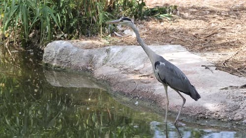Nahaufnahme eines wilden Graureihers, der am Seeufer steht und nach Fischen Ausschau hält