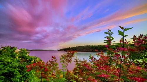 An exciting sliding shot reveals colorful nature with a lake behind bushes and flowers.