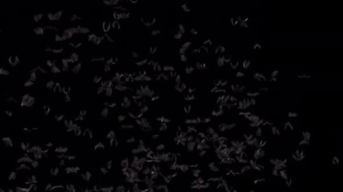 Bat Flock Fly Loop on Alpha