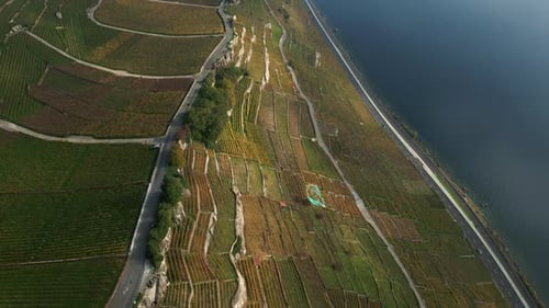 Push in drone shot of vineyards in Lavaux with Lake Geneva