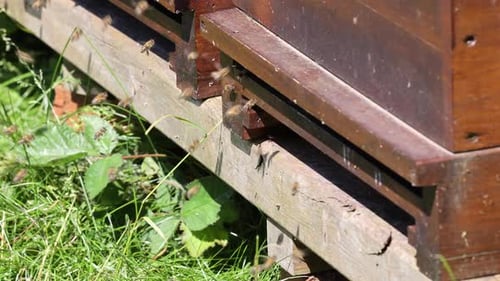 Bees Flying Around a Wooden Bee Hive