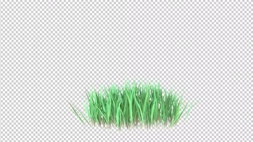 Long Grass Growing Transparent Background