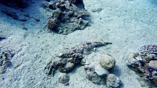 Fish hiding in sand on bottom of tropical ocean, divers view