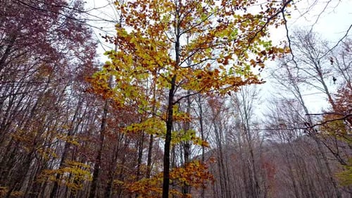 Tranquil Autumn Forest with Vibrant Leaves and Peaceful Atmosphere