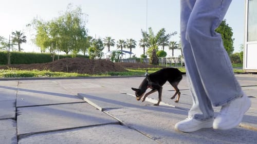 Close-up of small toy terrier dog running on leash on sidewalk in park