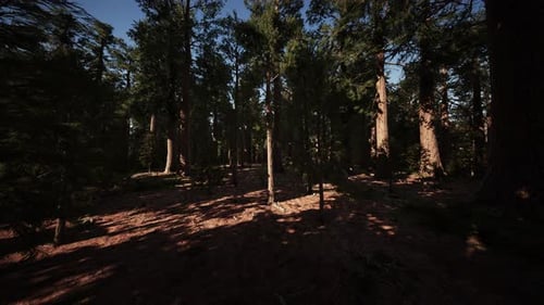 Scale of the Giant Sequoias of Sequoia National Park