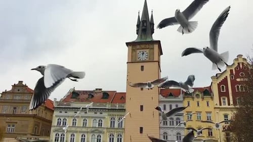 Seagulls Flying Near Clock Tower in European City
