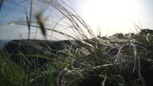 Green Grass Swaying in the Wind by Coast