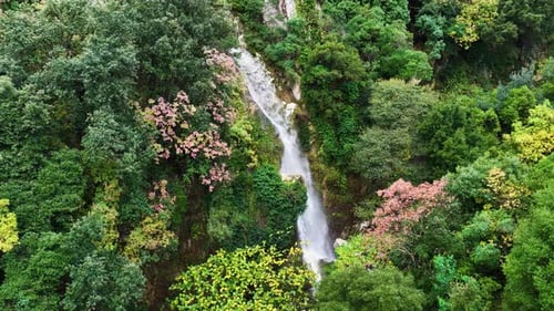 Aerial Drone View of Beautiful Waterfall Cascading Over Rocks in Green Forest with Pink Flowers,