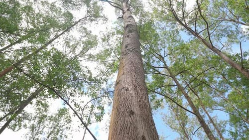 Looking Up Through Tall Trees in a Forest
