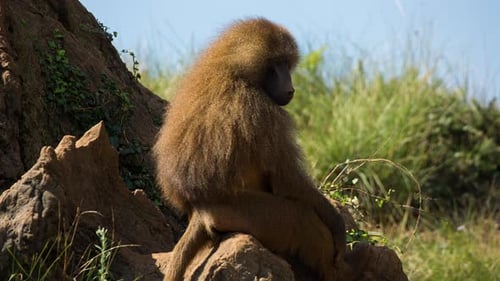 Baboons in Nature Setting