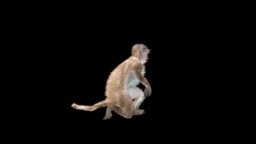 45 Monkey Dance HD