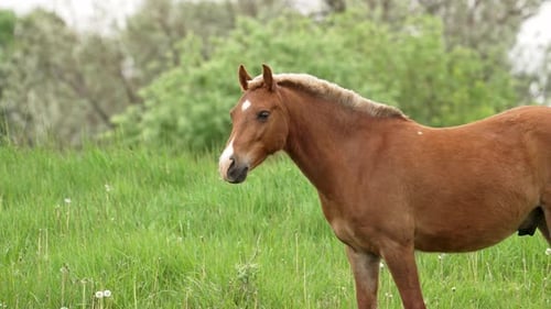 Brown Horse Grazing Peacefully in a Green Meadow on a Sunny Day