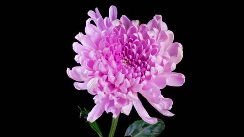 Blooming Purple Flower on Black Background