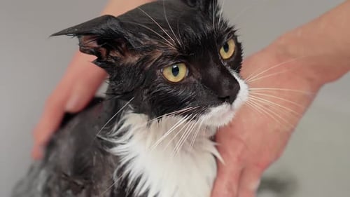 Domestic Cat Fur Shower and Hygiene Unhappy Sad Angry Cat in Bathtub Kitty Wet Head Close Up
