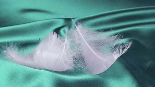 White swan feathers fall on turquoise silk. Slow motion.