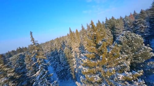 Aerial view of a Vast Evergreen Forest Covered in Snow Creating a Calming Winter Landscape.