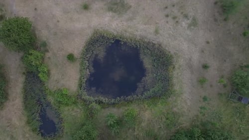 Aerial View of Overgrown Marshy Lake in Forest During Drone Ascent