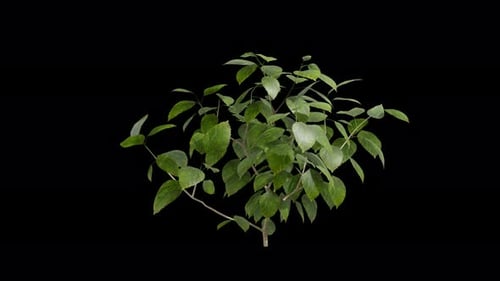 Hibiscus plant swaying in summer wind, realistic animation