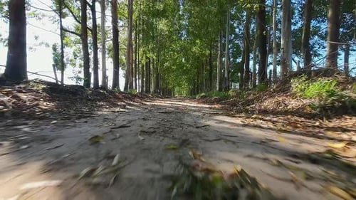 Rural Road at Rural Landscape in Countryside Scenery.