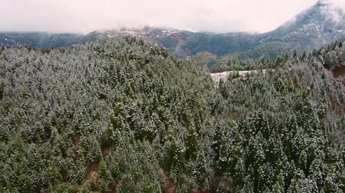 Schneebedeckter Wald aus der Luft