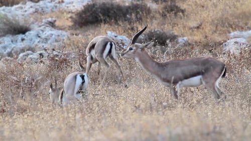 Israeli mountain gazelle walking slow