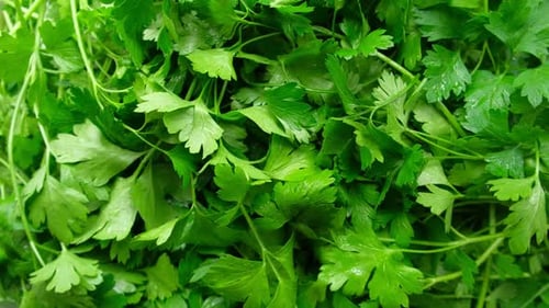 Close Up of Green Parsley Background Fresh Parsley Leaves Backdrop Rotating Organic Cultivation Full