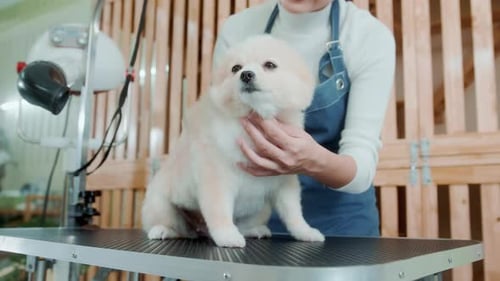 Woman Grooms Fluffy Dog at Grooming Salon