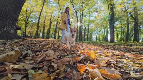 Woman Walking with Jack Russell Terrier on Leash in Autumn Park