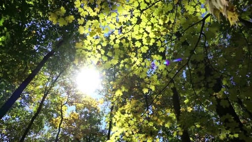 The sun shines through a forest canopy in early autumn.