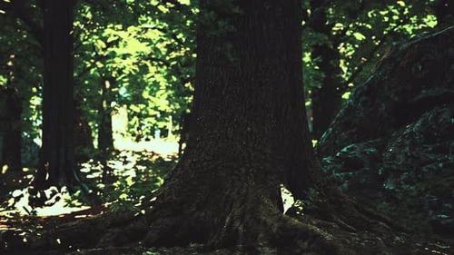 Tree Roots and Sunshine in a Green Forest