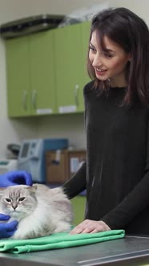 Veterinarian Consultation Featuring Happy Cat Accompanied By Its Loving Owner at the Clinic