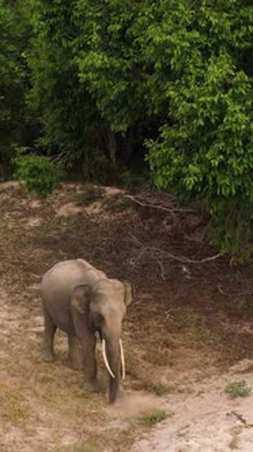 Elephant in a Nature Reserve in Sri Lanka