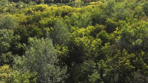 Trees in Autumn 26