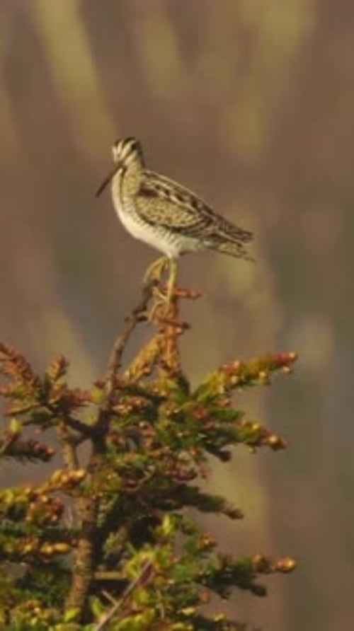 Vue verticale de la bécassine de Latham, de la faune dans la forêt profonde