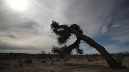 A rare overcast day in the Mojave Desert with a Joshua tree in the foreground - static wide angle ti