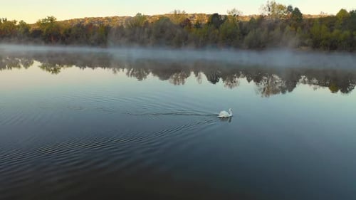vue aérienne d'un cygne nageant sur le lac au lever du soleil, à