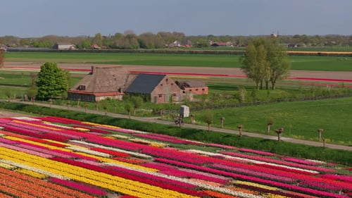 Vista aérea de ciclistas pasando junto a tulipanes en flor en la campiña holandesa