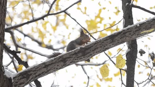 Eurasian Red Squirrel Eating on a Snowy Branch