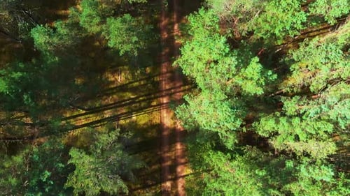 there is a pathway in the middle of the forest, drone shot topdown, camera pans in front