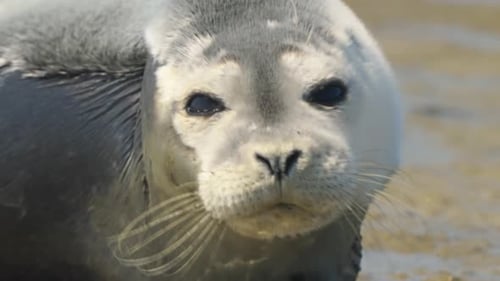 Young seal zoom in close up on the mammal snout lovely funny expression