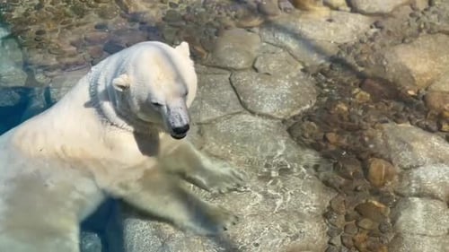 Eisbär kaut und sitzt mit ausgestreckten Pfoten im Wasser auf Felsen