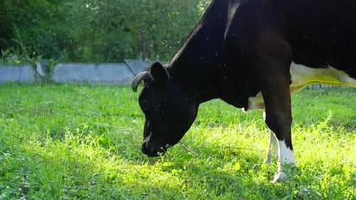 A Cow Grazes and Eats Grass in the Garden