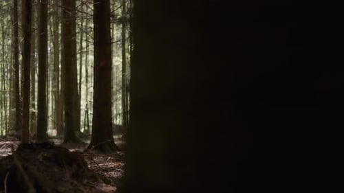 A wolfhound sniffs in the forest