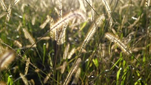 Golden Grass Stalks Swaying Gently in Breeze