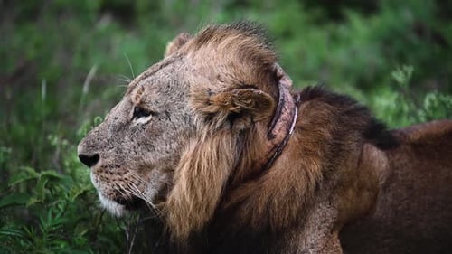 Magnificent Lion Resting in the Lush Wilderness