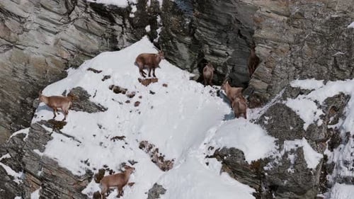 Ibex herd on a steep snowy cliff in the Swiss alps