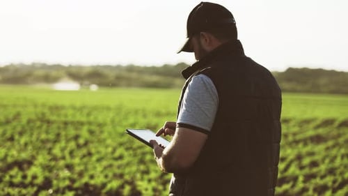 Farmer Working with Tablet in Green Wheat Field on Sun Rays at Sunset