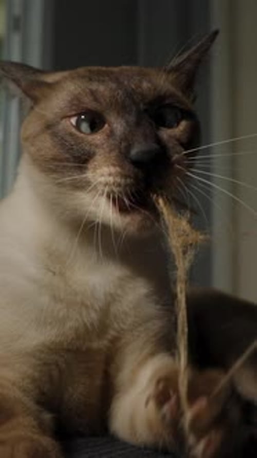 Vidéo verticale. Chat siamois allongé sur le sol tirant une corde avec des dents et des pattes dans une pièce bien éclairée